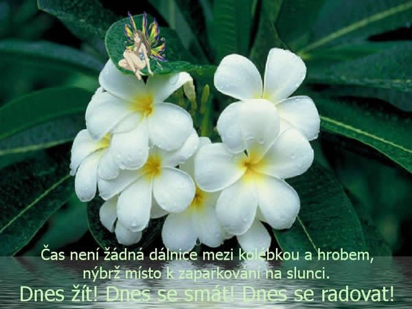 as nen dlnice