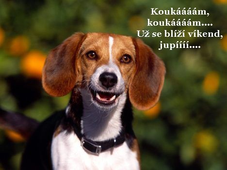 koukm