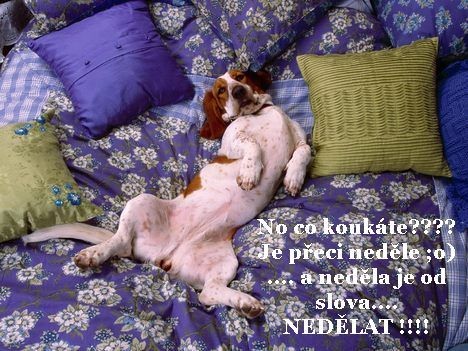 nedle